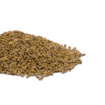 Arugula Satvia Microgreen Seed