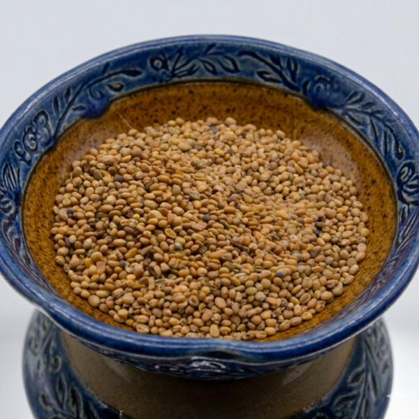Arugula Satvia Microgreen Seed