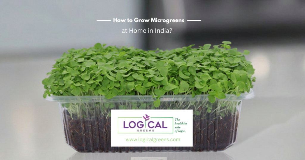 How to Grow Microgreens at Home in India?