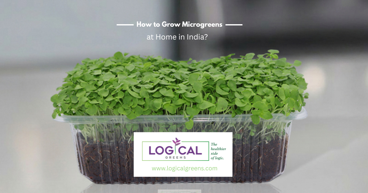 How to Grow Microgreens at Home in India?