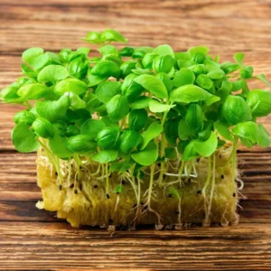 Plant Microgreens