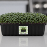 Cabbage Microgreens