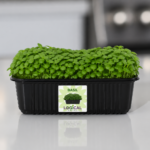 Basil Microgreens
