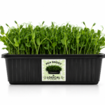 Pea Shoot Microgreens