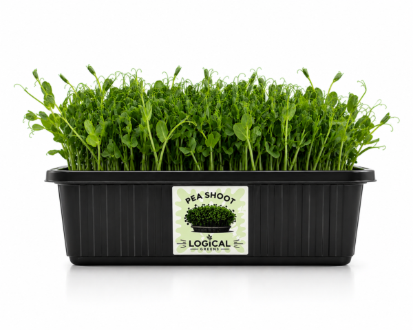 Pea Shoot Microgreens