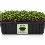 Radish Microgreens