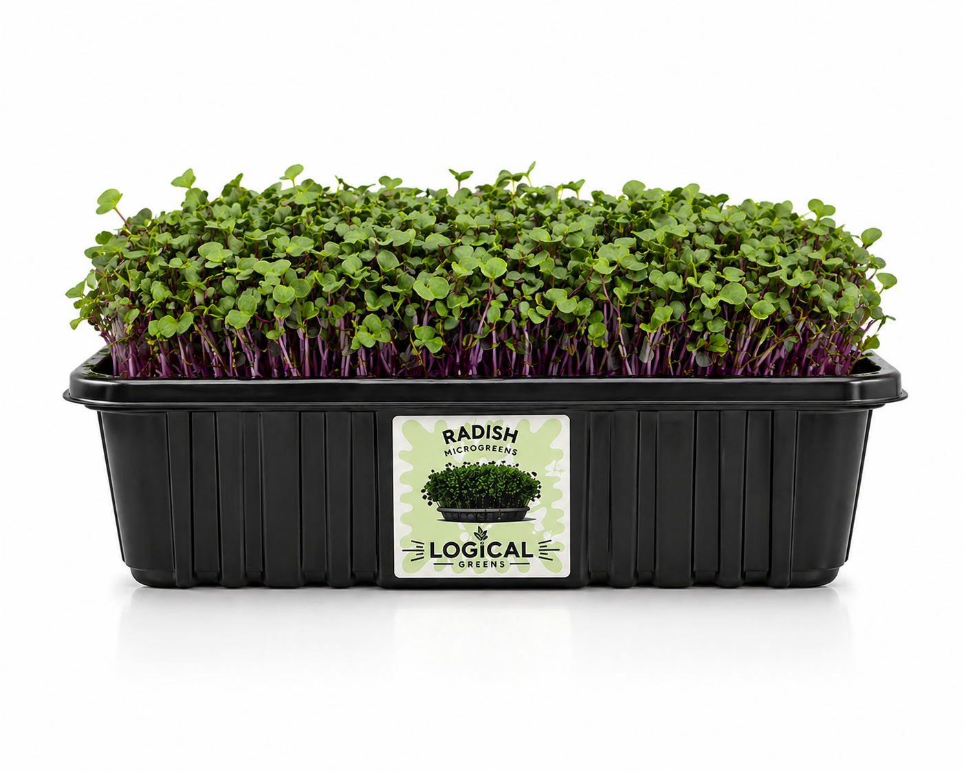 Radish Microgreens