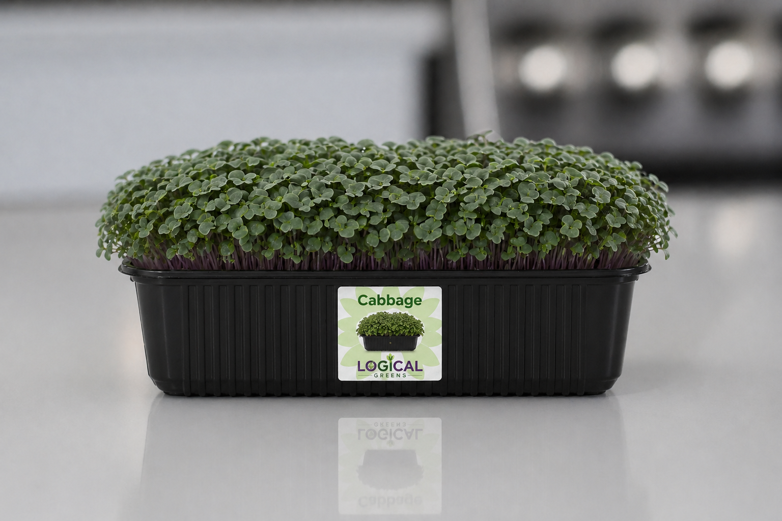 Red Cabbage Microgreens