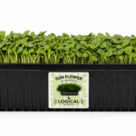 Sun Flower Microgreens