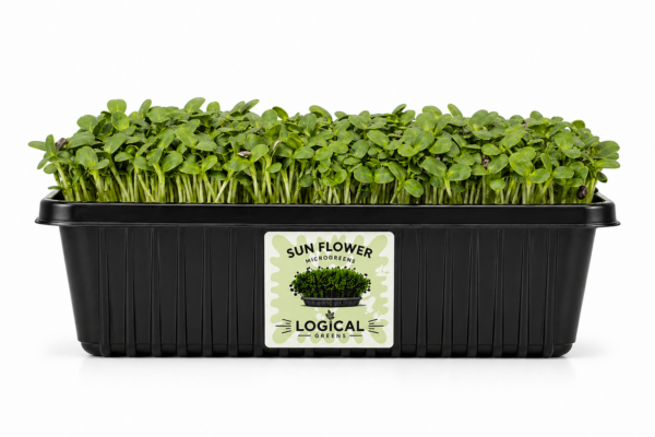 Sun Flower Microgreens