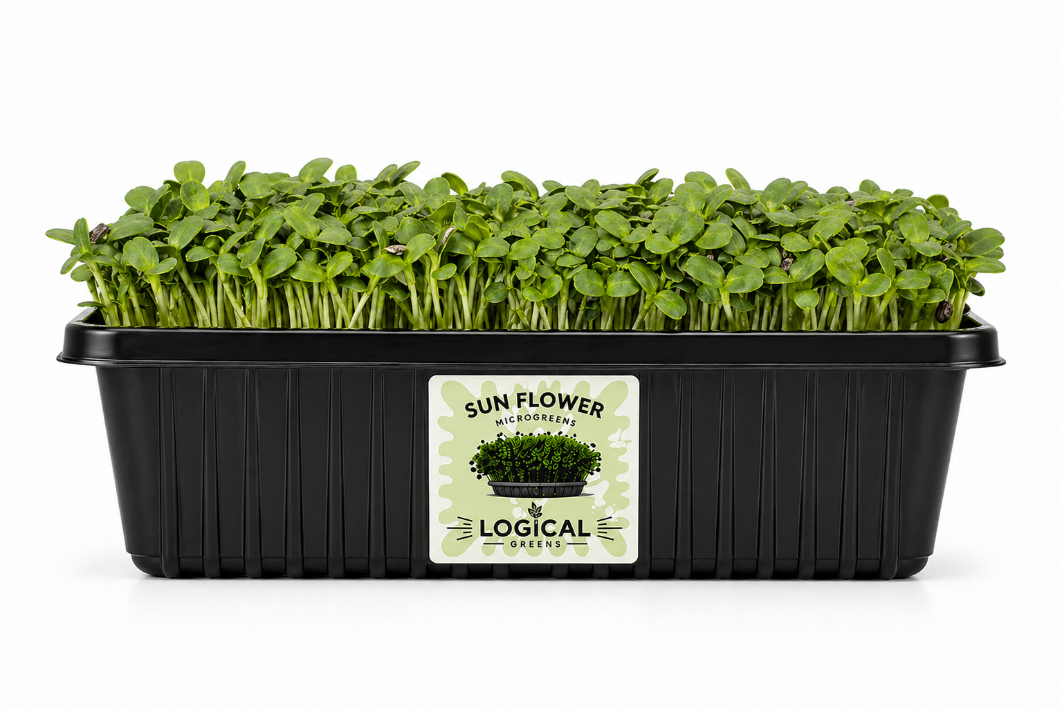 Sun Flower Microgreens