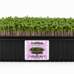 Turnip Microgreens