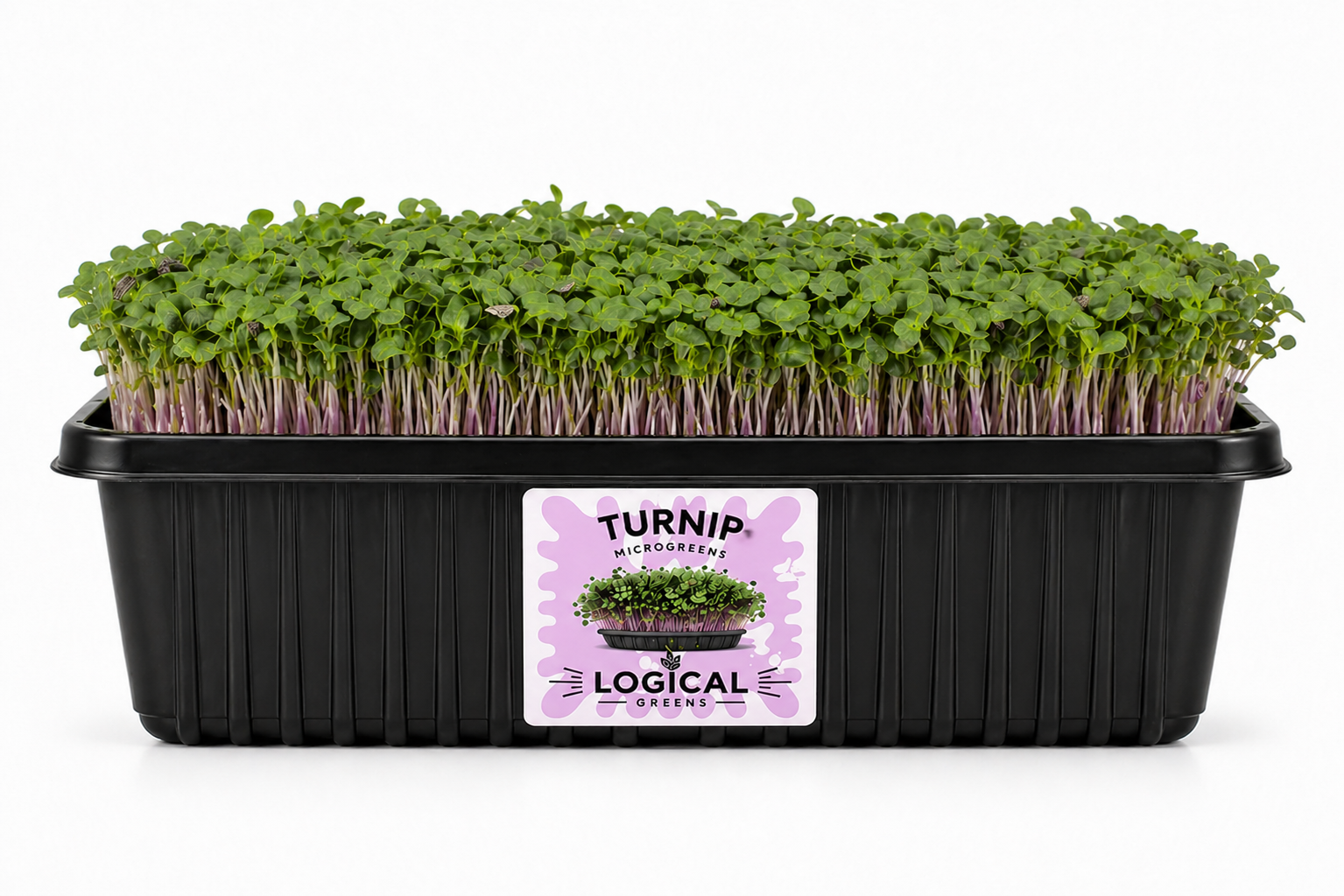 Turnip Microgreens