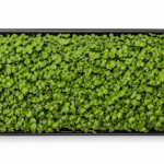 Turnip Microgreens