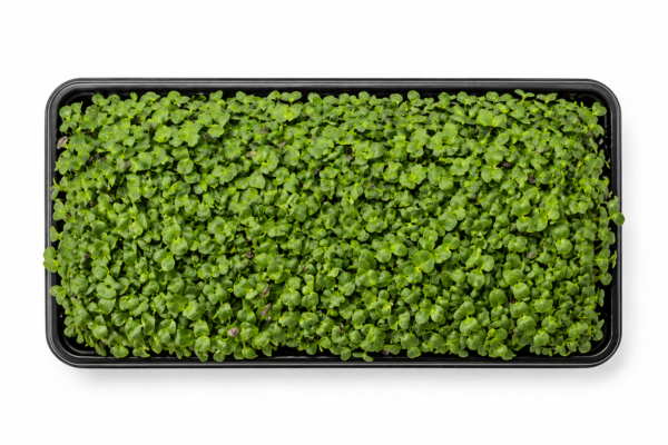 Turnip Microgreens