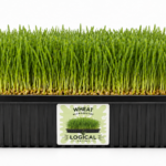 wheat microgreens