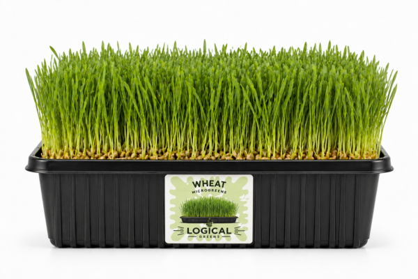 wheat microgreens