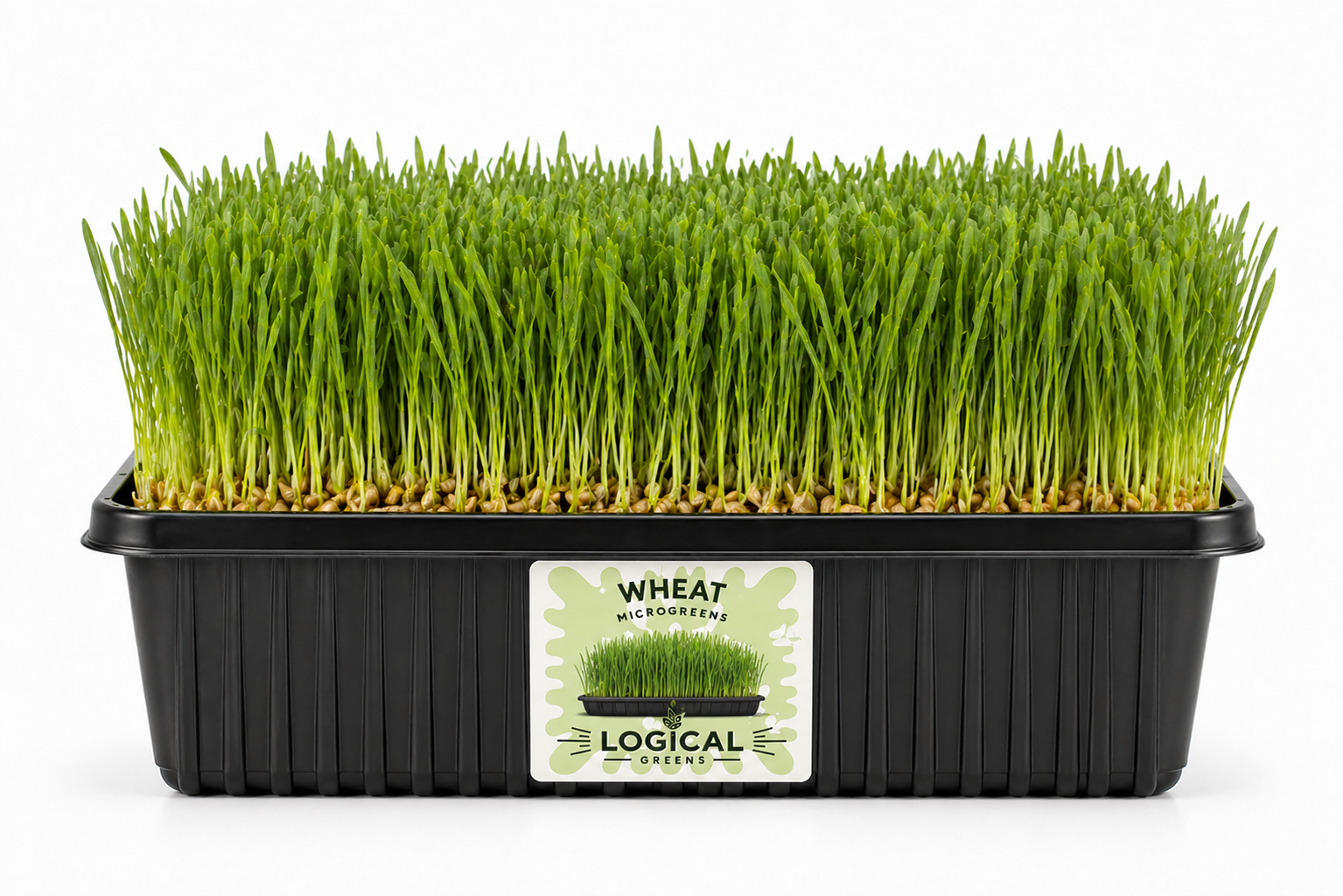 wheat microgreens