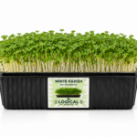 White Radish Microgreens