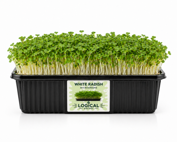 White Radish Microgreens