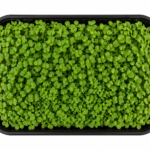 White Radish Microgreens