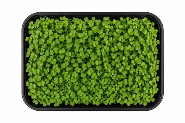 White Radish Microgreens