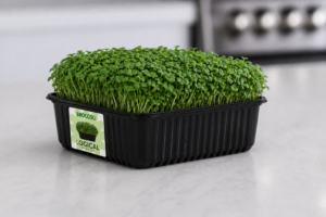 Broccoli Microgreens