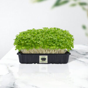 Mustard Microgreens