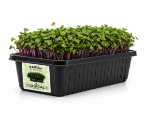 Radish Microgreens 