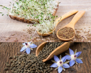 microgreen seeds