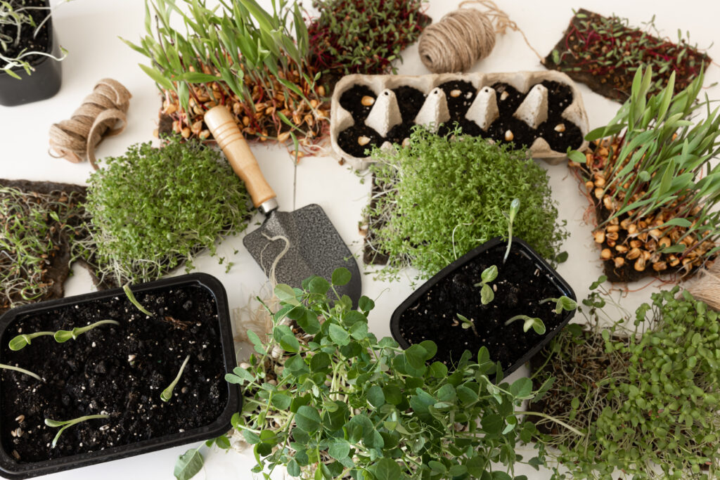 Growing Microgreens at home