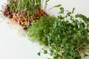 Microgreens at home